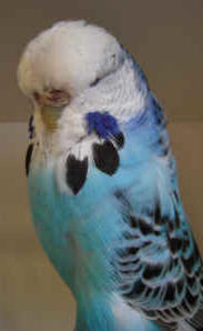 Club Show CC winner 2011