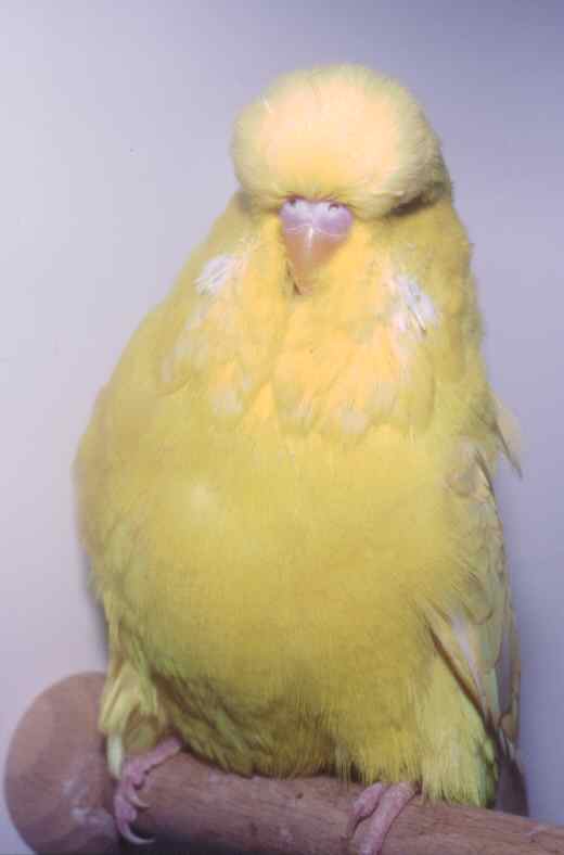 yblut2002.jpg (16331 bytes)