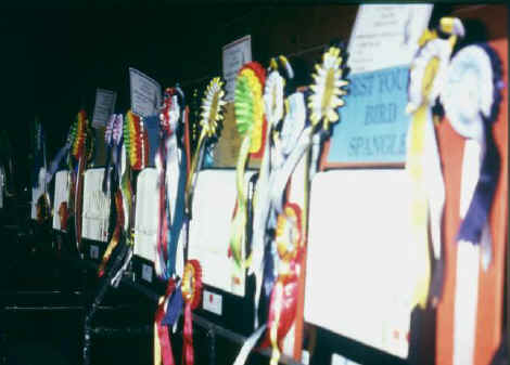 winners01.jpg (37711 bytes)