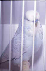 141-1.jpg (24815 bytes)