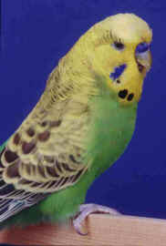 saddleback.jpg (20446 bytes)