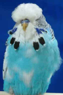 sweeting2004pied.jpg (10642 bytes)